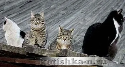 сватба поведение Котешко на котки по време на оплождането - фауна