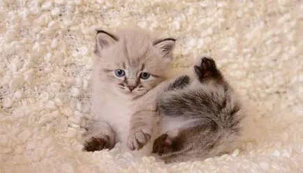 Котето милиардмесеца снимка