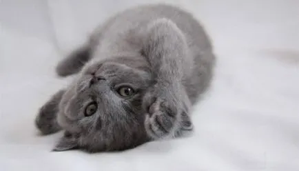 Котето милиардмесеца снимка