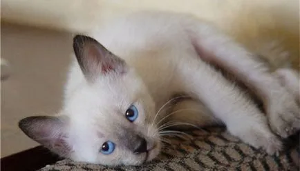 Котето милиардмесеца снимка