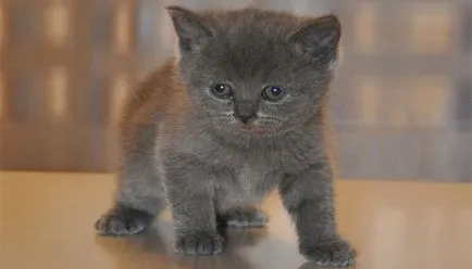 Котето милиардмесеца снимка