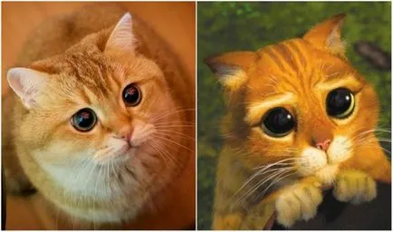 Cat с жален очи m