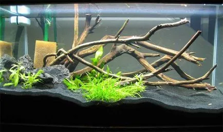 Driftwood в аквариума със собствените си ръце подбор, подготовка, обработка