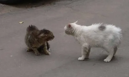 Feline бой, когато две котки, които не могат да бъдат само вкъщи (котка) Feline бой, когато две котки, които не могат да бъдат само вкъщи