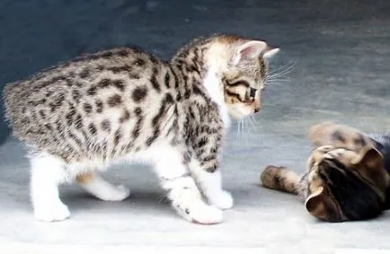 Котка и Bobtail и други породи котки без опашка; котка и котка без опашка, подобна на Lynx