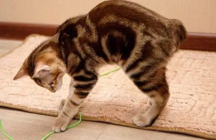 Котка и Bobtail и други породи котки без опашка; котка и котка без опашка, подобна на Lynx