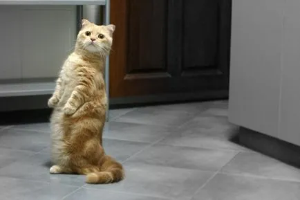 Късокраки Munchkin котка снимка, описание порода