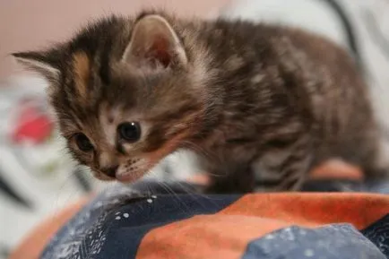 Котето милиардмесеца снимка