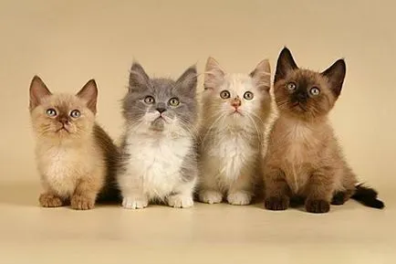 Късокраки Munchkin котка снимка, описание порода