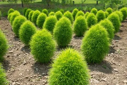 култивиране Kochia, размножаване и грижи