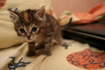 Котето милиардмесеца снимка