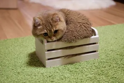 Cat с жален очи m