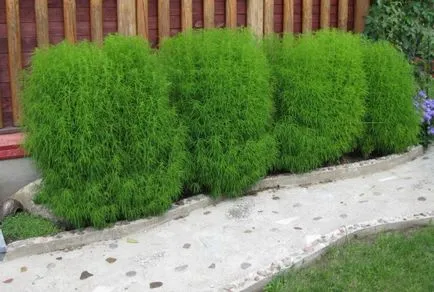отглеждане Kochia, озеленяване технология, снимка, изберете целева