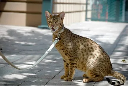 Cat Ъшър като идеален за домашни любимци