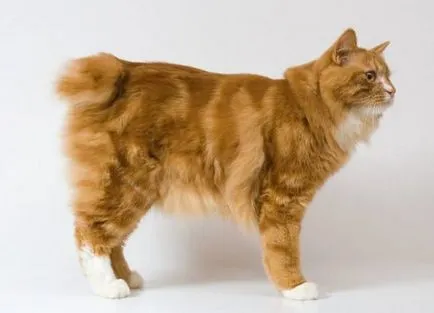 Котка и Bobtail и други породи котки без опашка; котка и котка без опашка, подобна на Lynx