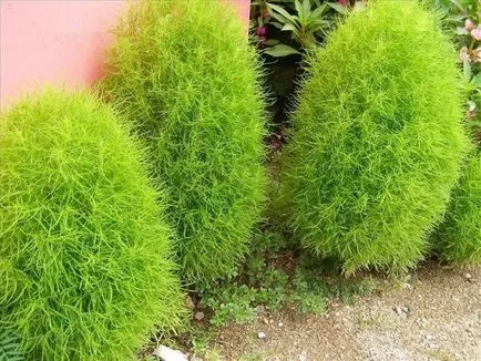 култивиране Kochia, размножаване и грижи