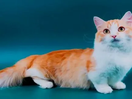 Munchkin котки размножават характер и цена, описание порода и фото korotkolapyh котки