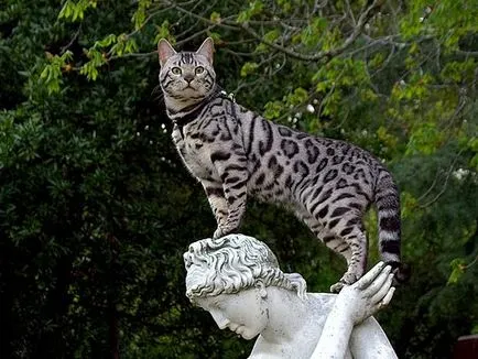 Cat Ъшър като идеален за домашни любимци