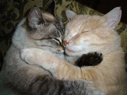 Cat сватба, червена котка