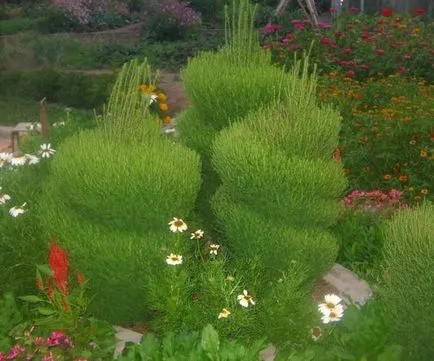 култивиране Kochia, размножаване и грижи