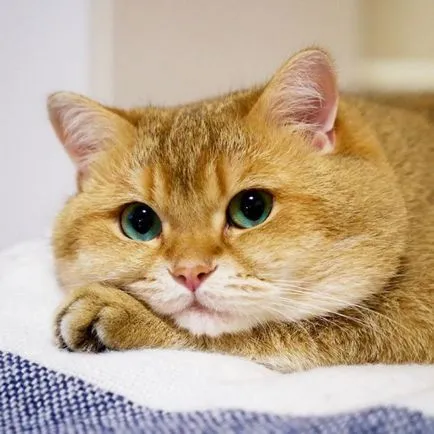 Cat с жален очи m