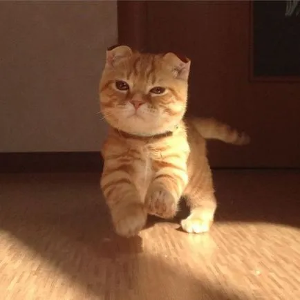 Късокраки Munchkin котка снимка, описание порода