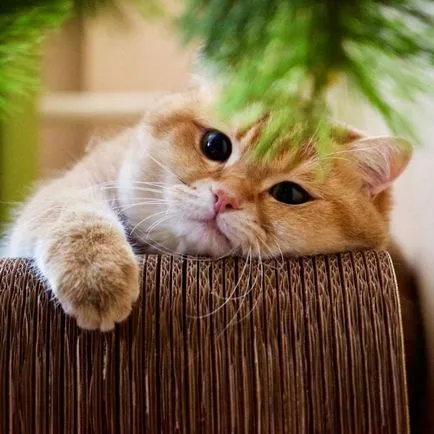 Cat с жален очи m