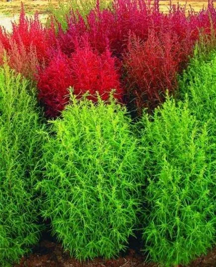 отглеждане Kochia, озеленяване технология, снимка, изберете целева