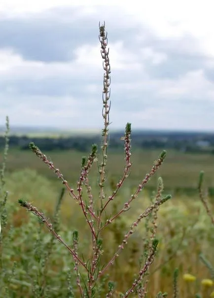 култивиране Kochia, размножаване и грижи