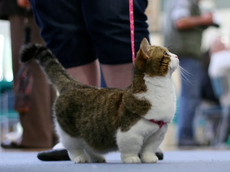 Munchkin котки размножават характер и цена, описание порода и фото korotkolapyh котки
