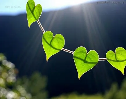 Красиви романтични любовни снимки, блог за фотография и Microstock