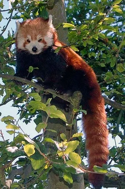 Червената панда, червена панда, животни