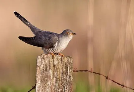 Cuckoo обикновен описание и снимки (описание) Cuckoo обикновен описание и снимки