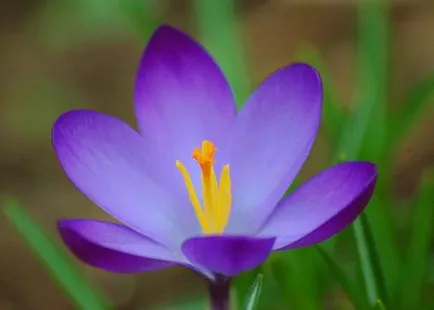 Crocus засаждане и грижи в отворен земята (почвата) Crocus засаждане и грижи в открито поле