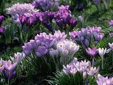 Crocus цвете засаждане и грижи в дома си снимка (цвете) Crocus цвете засаждане и грижи в дома си снимка