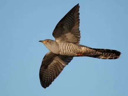 Cuckoo обикновен описание и снимки (описание) Cuckoo обикновен описание и снимки
