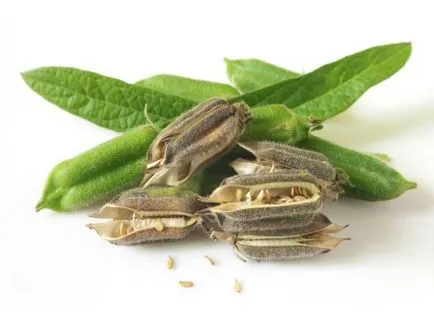 Сусам (сусам), полезни свойства и противопоказания семена, прилагане