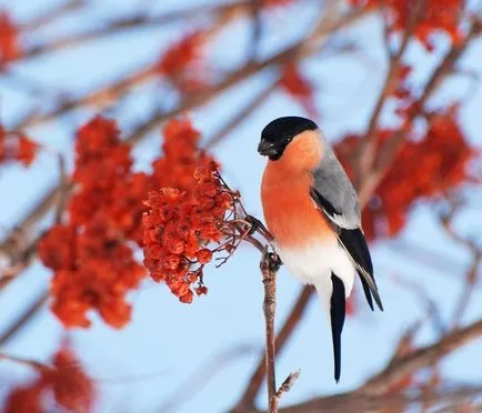 Когато лети bullfinches
