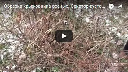Цариградско грозде - засаждане и грижи снимка цариградско грозде, торове и резитба цариградско грозде, цариградско грозде заболяване