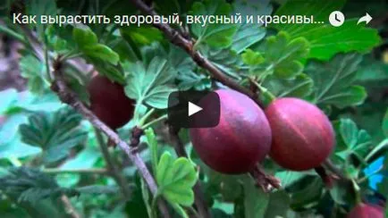 Цариградско грозде - засаждане и грижи снимка цариградско грозде, торове и резитба цариградско грозде, цариградско грозде заболяване