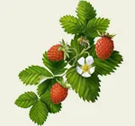 гръбначния херния лечение на народната медицина (10 упражнения рецепти)