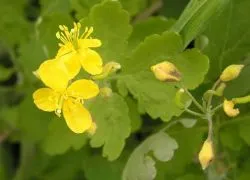 Лечението на псориазис жълтениче