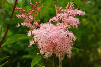 Лечебните свойства на Meadowsweet и неговите противопоказания