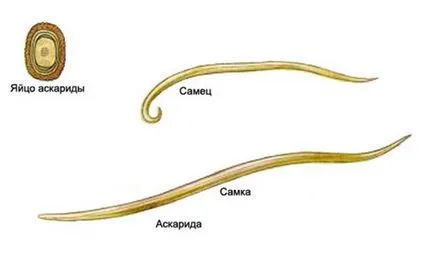 Лечението на Ascaris