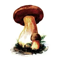 Wild ядливи гъби със снимки, имена и описания
