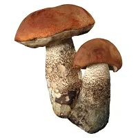 Wild ядливи гъби със снимки, имена и описания