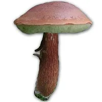 Wild ядливи гъби със снимки, имена и описания