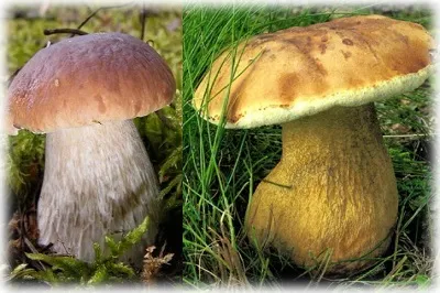 Wild ядливи гъби със снимки, имена и описания
