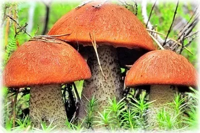 Wild ядливи гъби със снимки, имена и описания