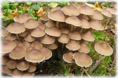 Wild ядливи гъби със снимки, имена и описания